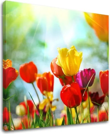 Obraz na stenu KVETY XOBKV145E12 - 90x90 cm