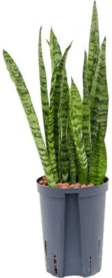 Sansevieria zeylanica silver 15/19 výška 75 cm