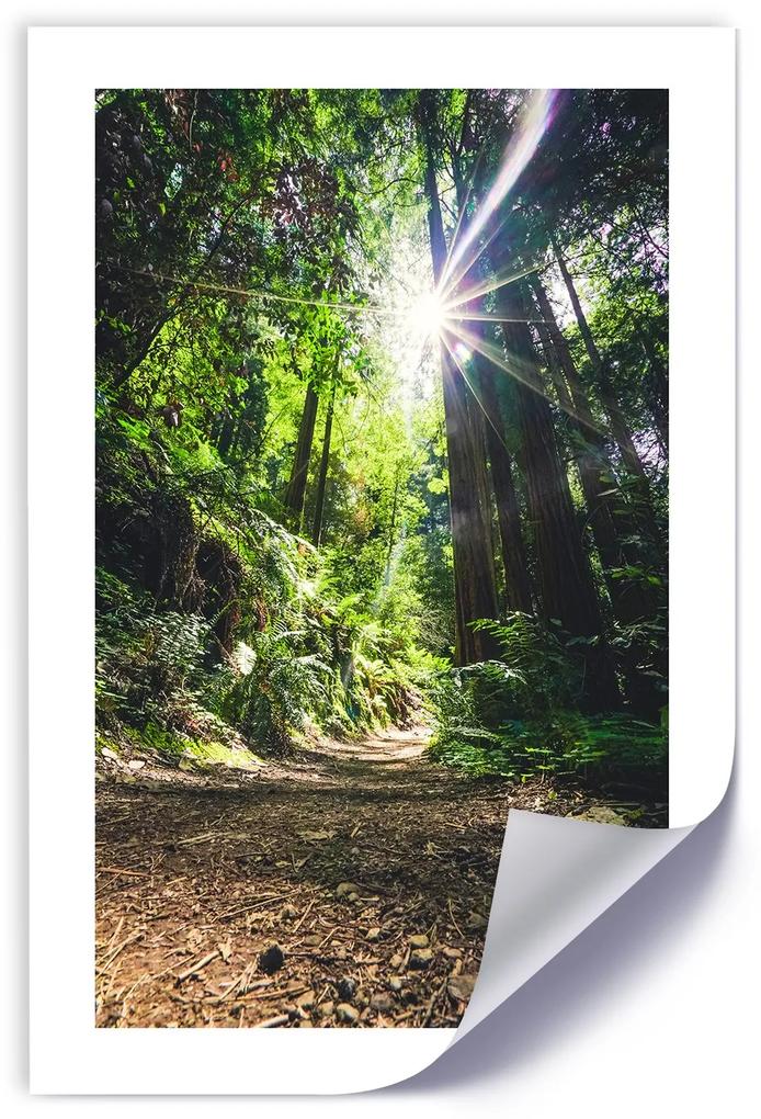 Gario Plagát Cesta v hustom lese Farba rámu: Bez rámu, Rozmery: 30 x 45 cm