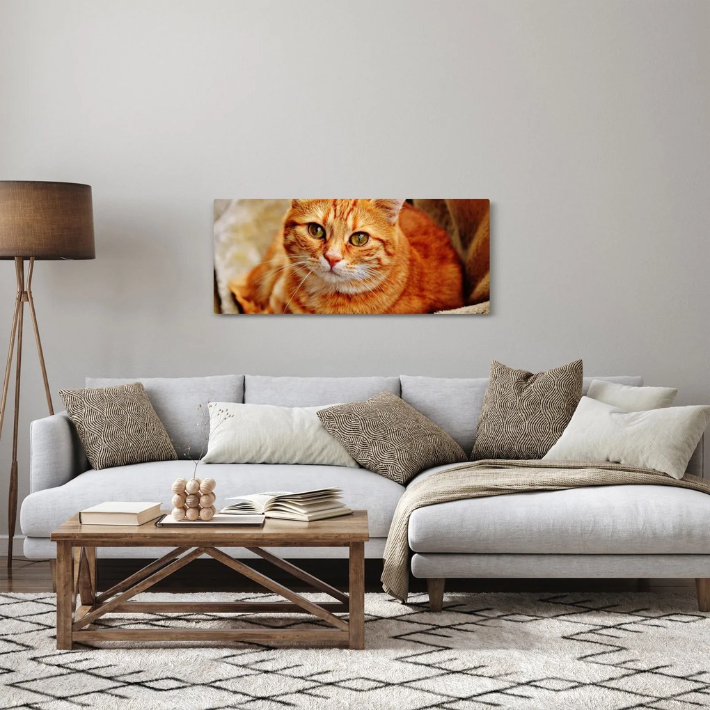 Obraz ležiace mačky (120x50 cm)