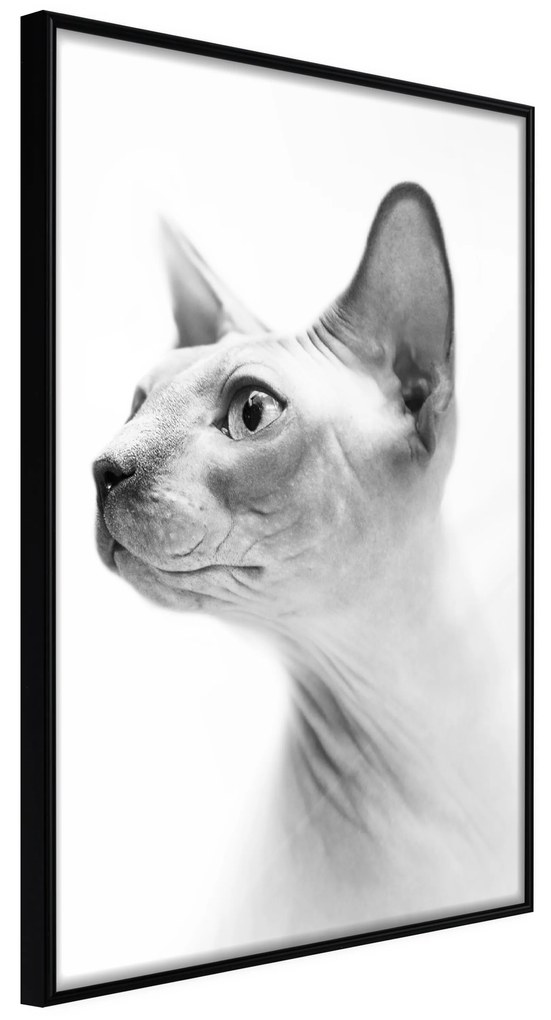 Artgeist Plagát - Hairless Cat [Poster] Veľkosť: 20x30, Verzia: Čierny rám s passe-partout