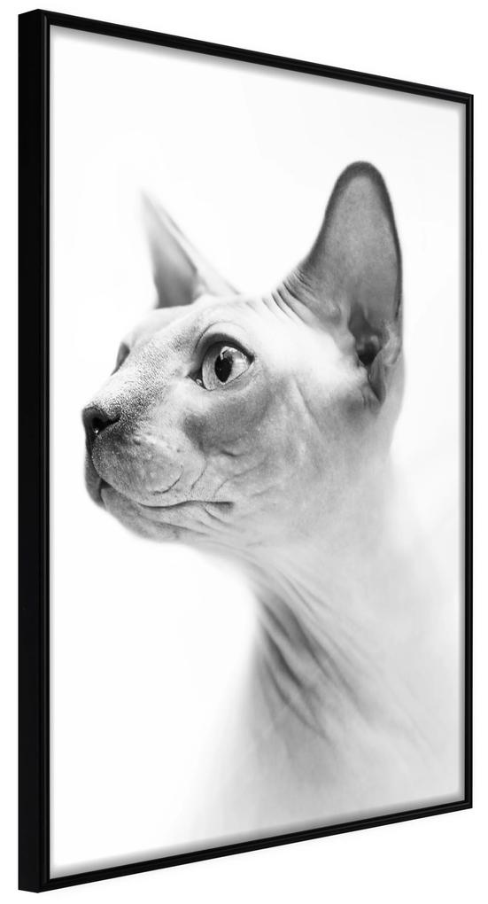 Artgeist Plagát - Hairless Cat [Poster] Veľkosť: 40x60, Verzia: Čierny rám