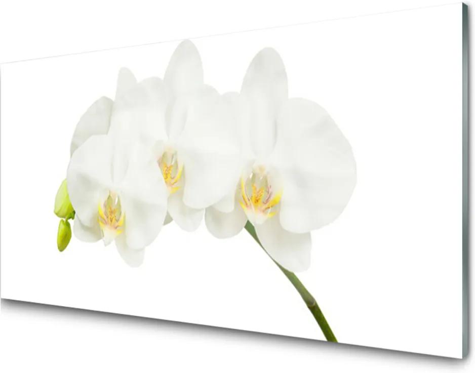 Plexisklo obraz Orchidej výhonky květiny příroda