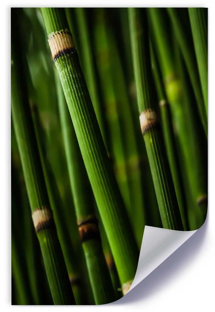 Gario Plagát Bambusový les Farba rámu: Bez rámu, Rozmery: 40 x 60 cm