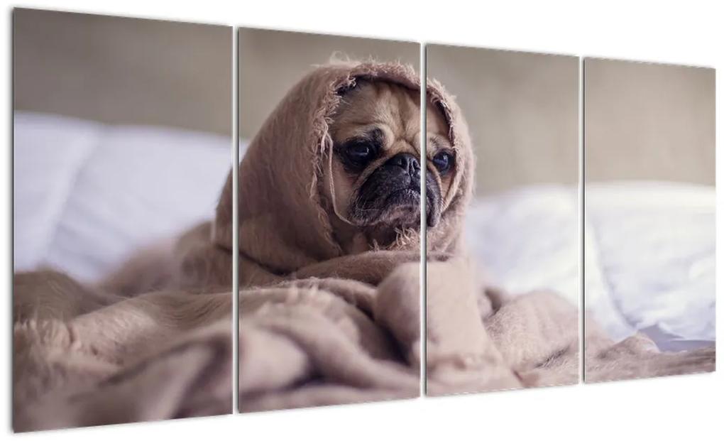 Obraz - pes v deke