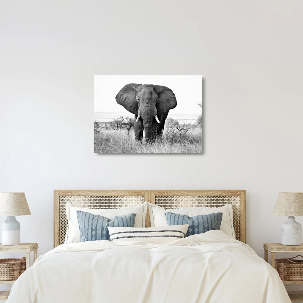 Sklenený obraz - Slon africký II. (70x50 cm)