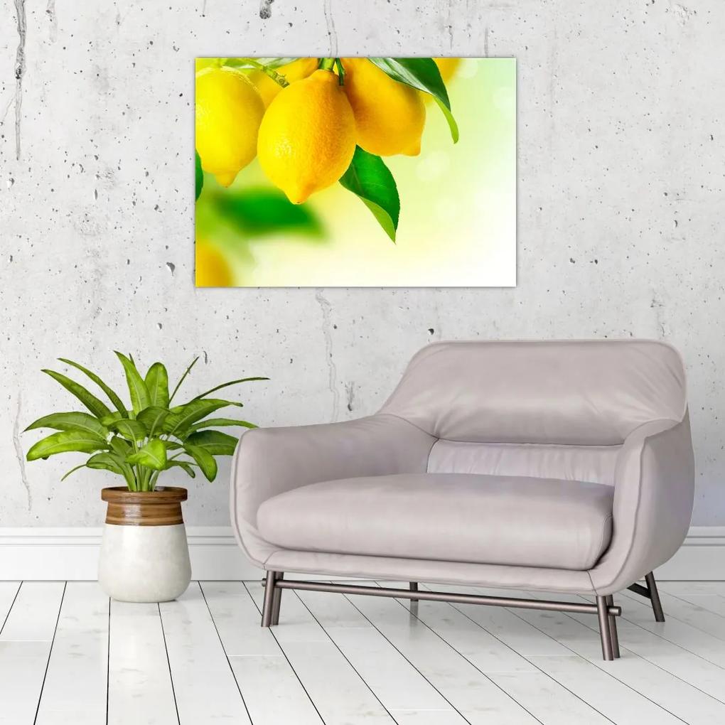 Obraz citrónov (70x50 cm)