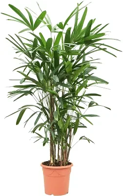 Rhapis excelsa 24x150 cm