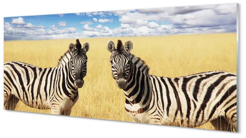 Obraz na akrylátovom skle Zebra box 120x60 cm