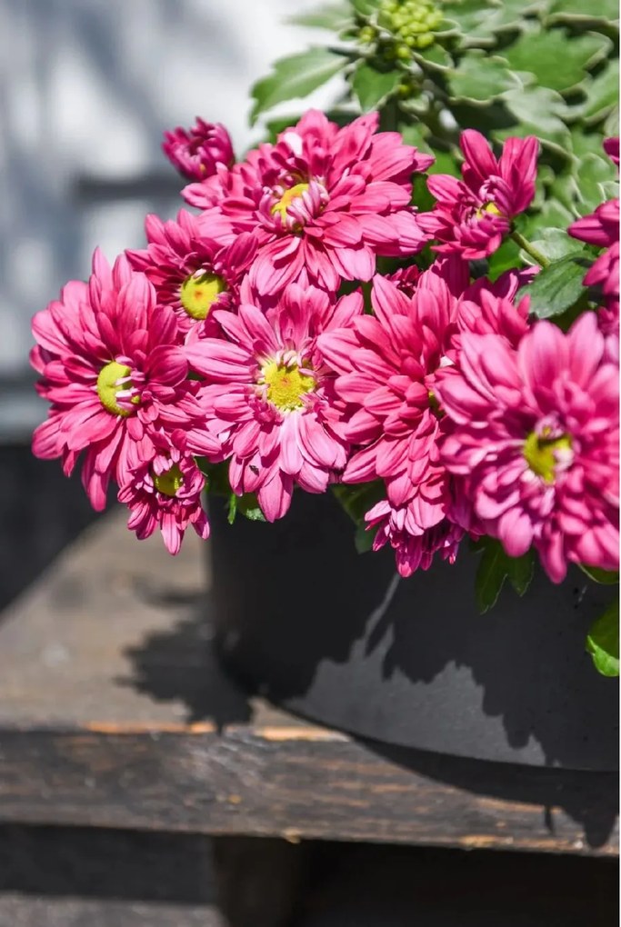 Miska na dekorácie CIRCULO, sklolaminát, Ø 30 cm, antracit