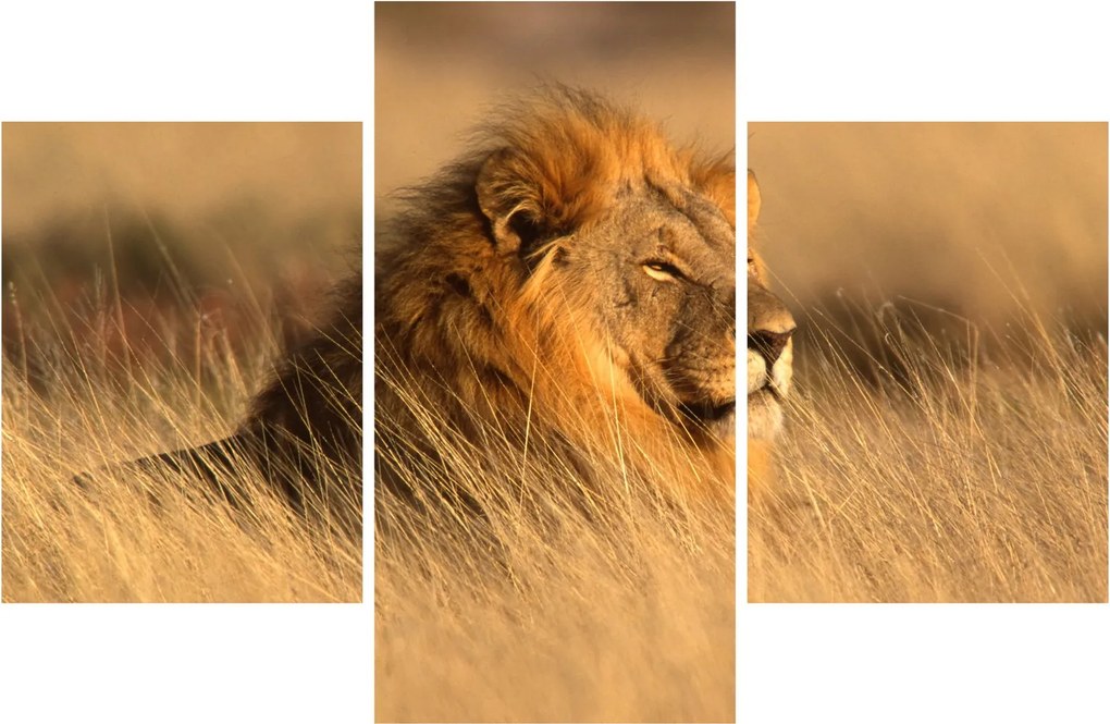 Obraz - Národný park Etosha (90x60 cm)