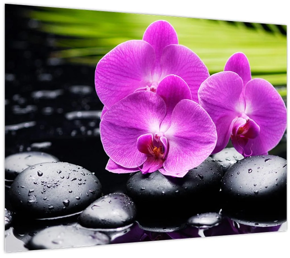 Obraz - Orchidey (70x50 cm)
