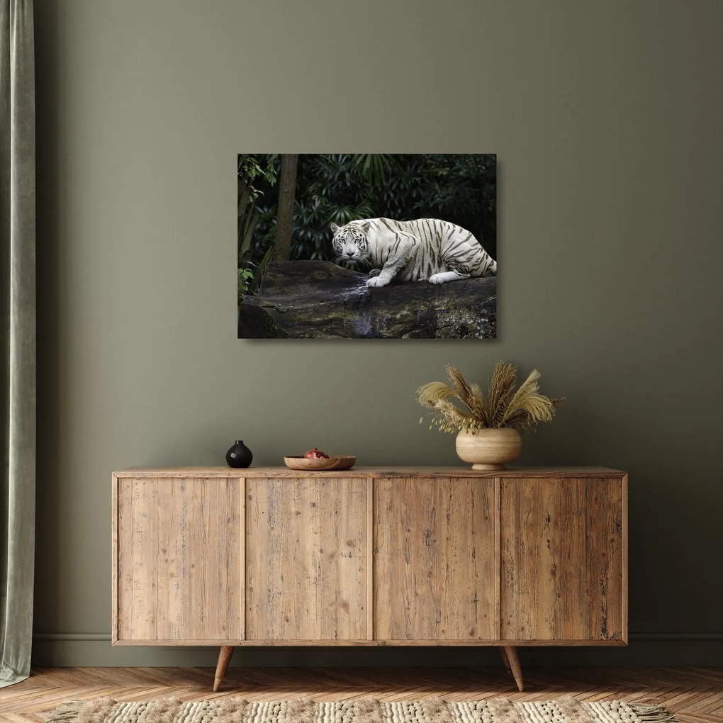 Sklenený obraz - Tiger albín (70x50 cm)