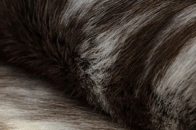 Koberec RENIFER POK003 PREMIUM hnedý / biely