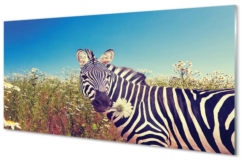 Obraz na akrylátovom skle Zebra kvety 125x50 cm