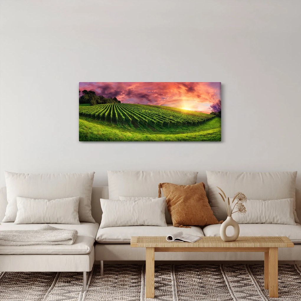Obraz vinice s farebným nebom (120x50 cm)