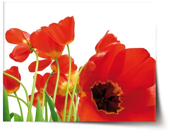 Sablio Plagát Tulipány - 90x60 cm