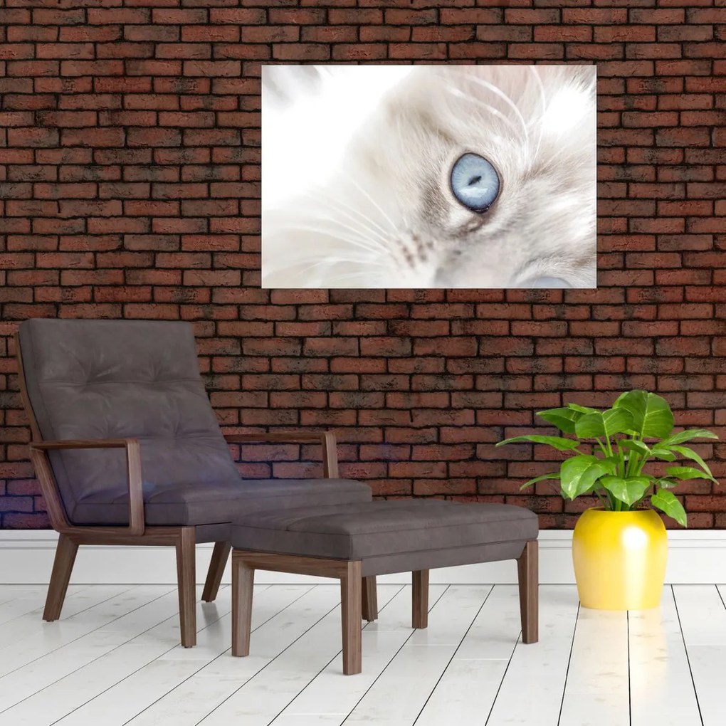 Obraz - Mačka s modrými očami (90x60 cm)