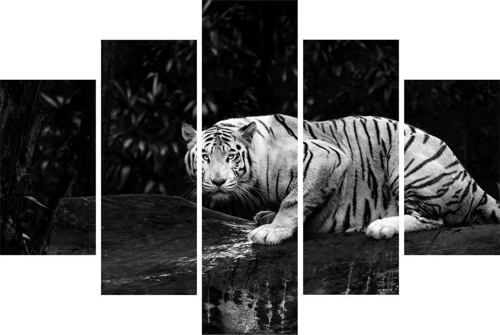 Obraz - Tiger albín, čiernobiely (150x105 cm)
