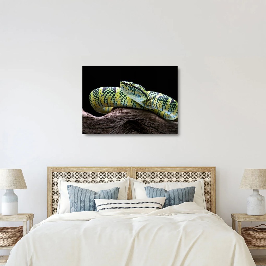 Sklenený obraz - Štrkáč Waglerov (70x50 cm)
