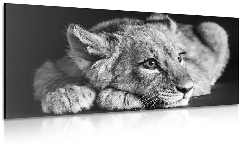 Obraz mláďa leva v čiernobielom prevedení Varianta: 120x60