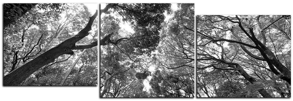 Obraz na plátne - Zelené stromy v lese - panoráma 5194QD (150x50 cm)
