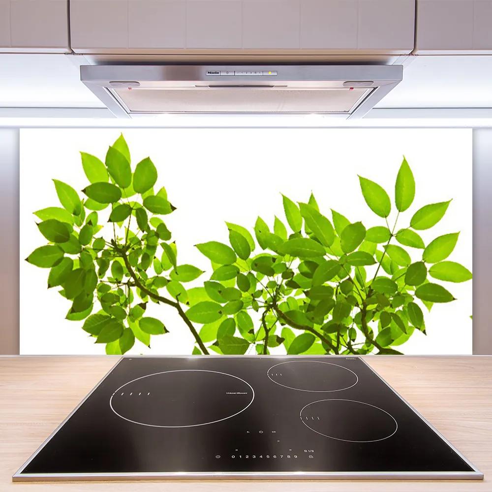 Sklenený obklad Do kuchyne Vetva listy rastlina príroda 120x60 cm