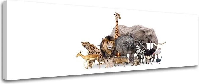 Obraz na stenu ZVIERATÁ_051-13