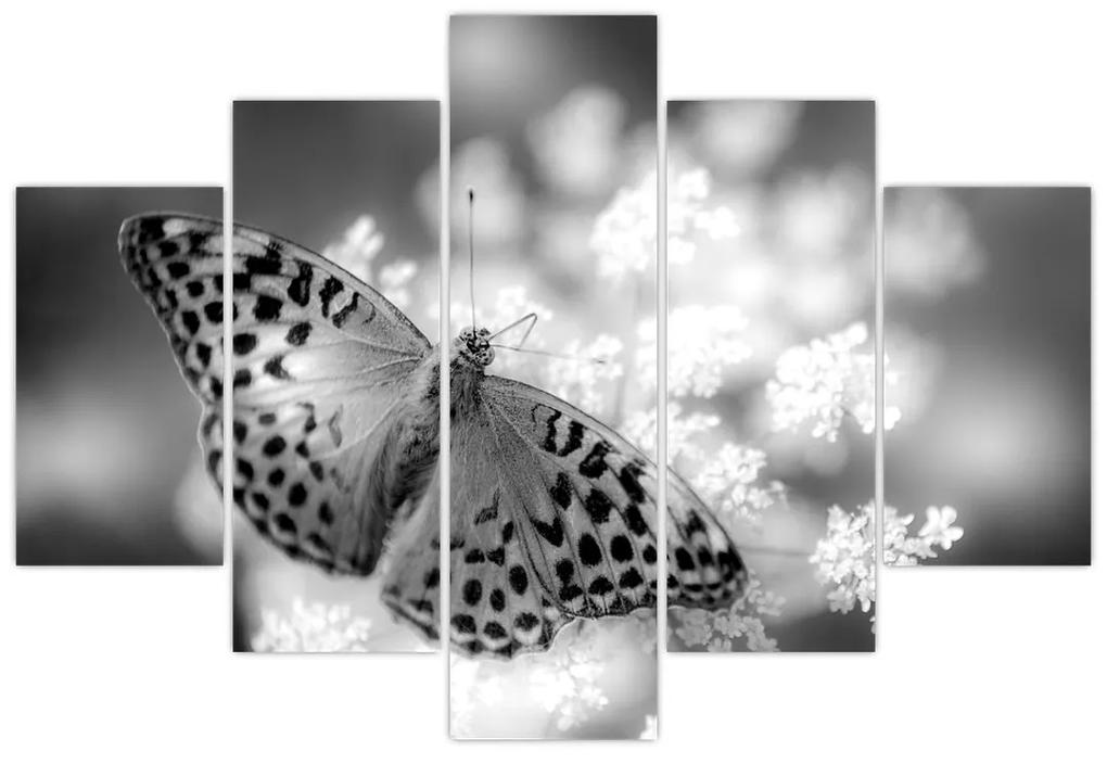 Obraz - Detail motýľa opeľujúceho kvet (150x105 cm)