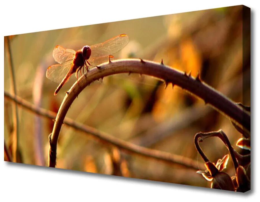 Obraz na plátne Vážka príroda rastlina 140x70 cm