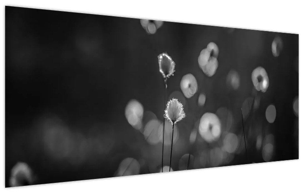 Obraz - Cottongrass na lúke (120x50 cm)