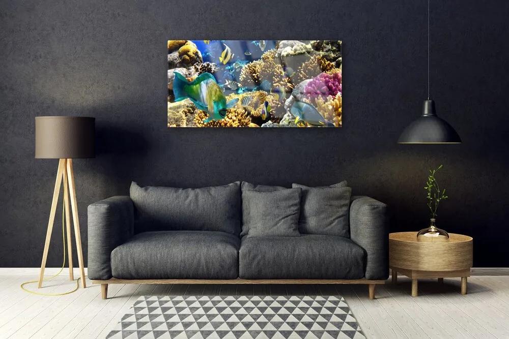 Obraz na skle Koralový útes príroda 140x70 cm