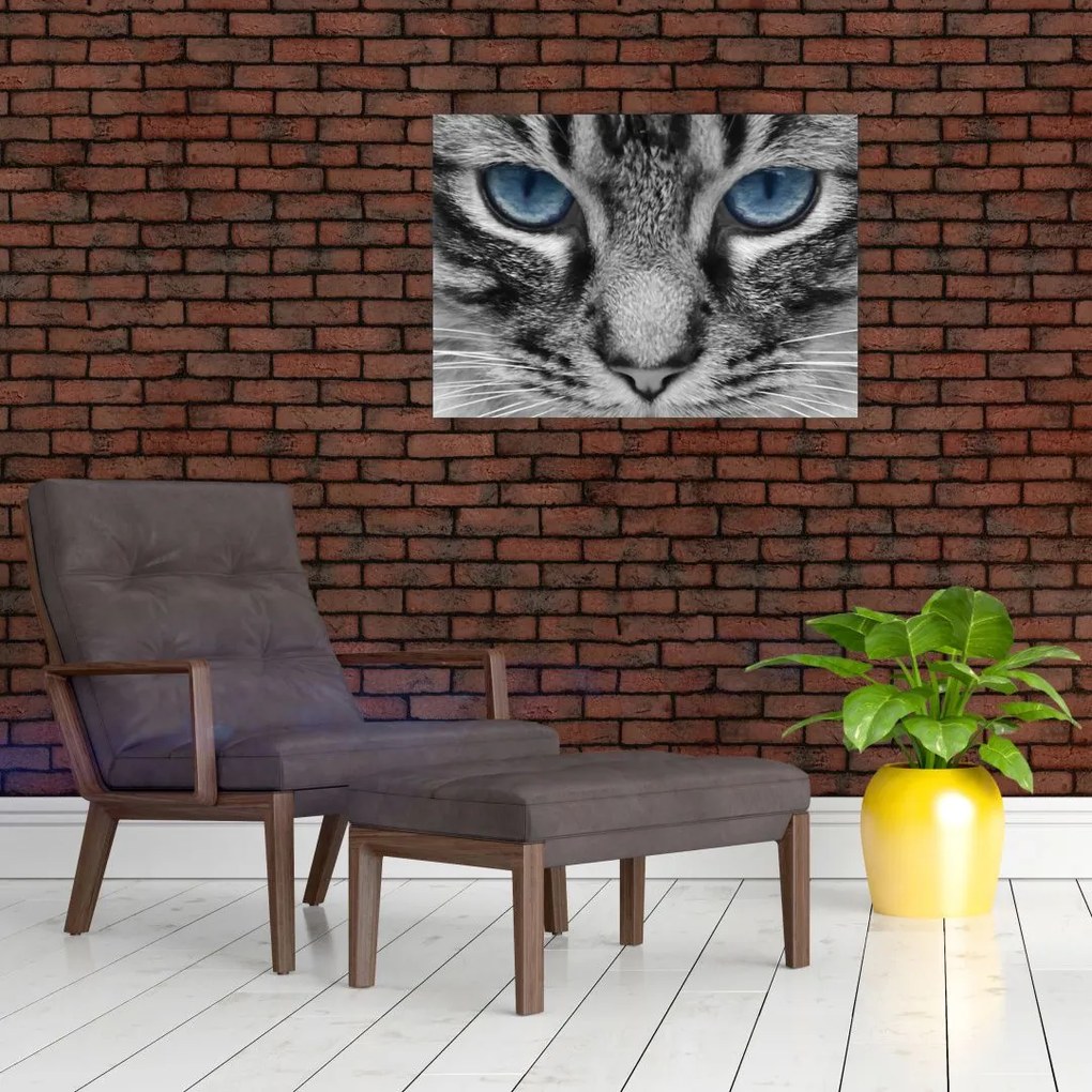 Sklenený obraz mačiatka (70x50 cm)