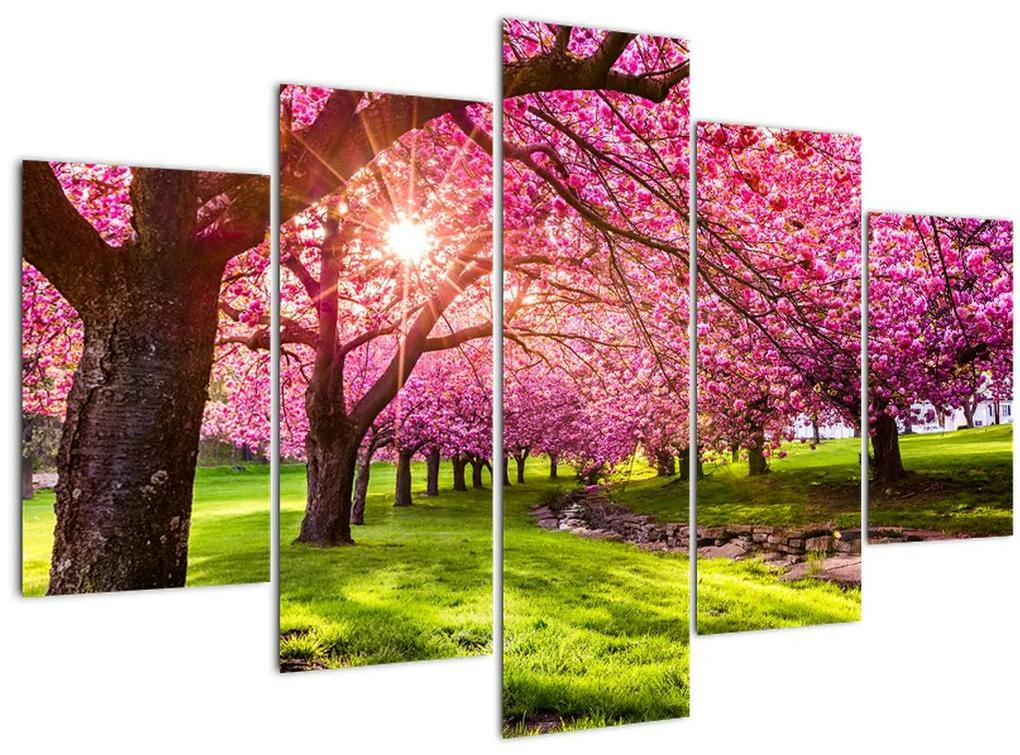 Obraz rozkvitnutých čerešní, Hurd Park, Dover, New Jersey (150x105 cm)