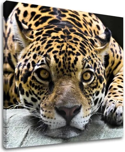 Obraz na stenu ZVIERATÁ