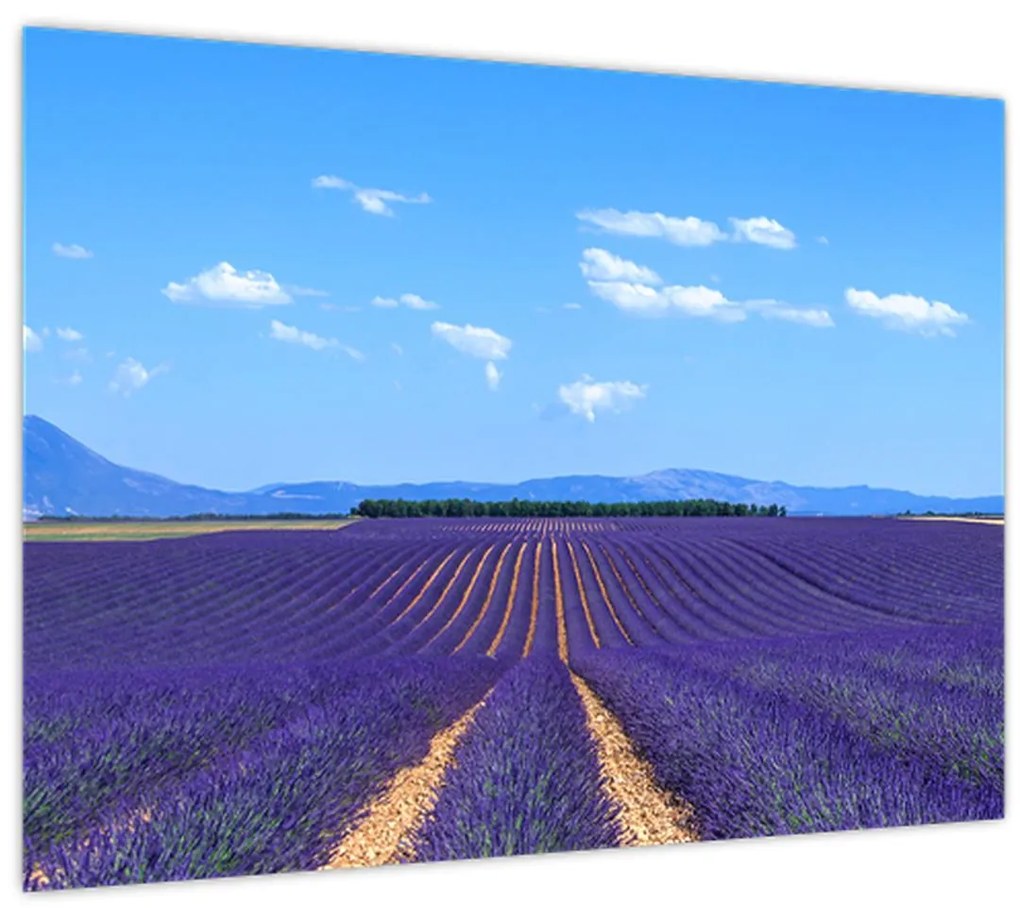 Obraz - Levanduľové pole (70x50 cm)