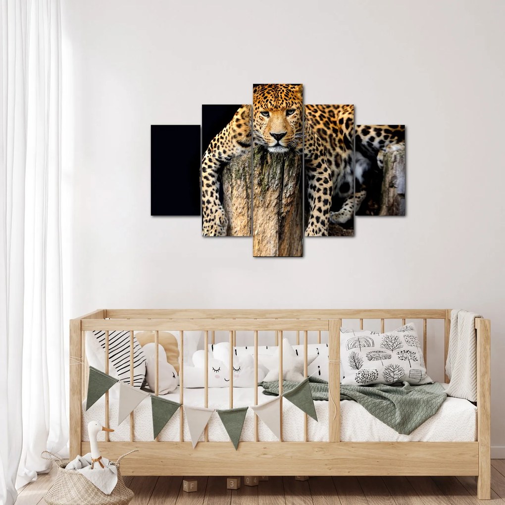 Obraz - Gepard (150x105 cm)