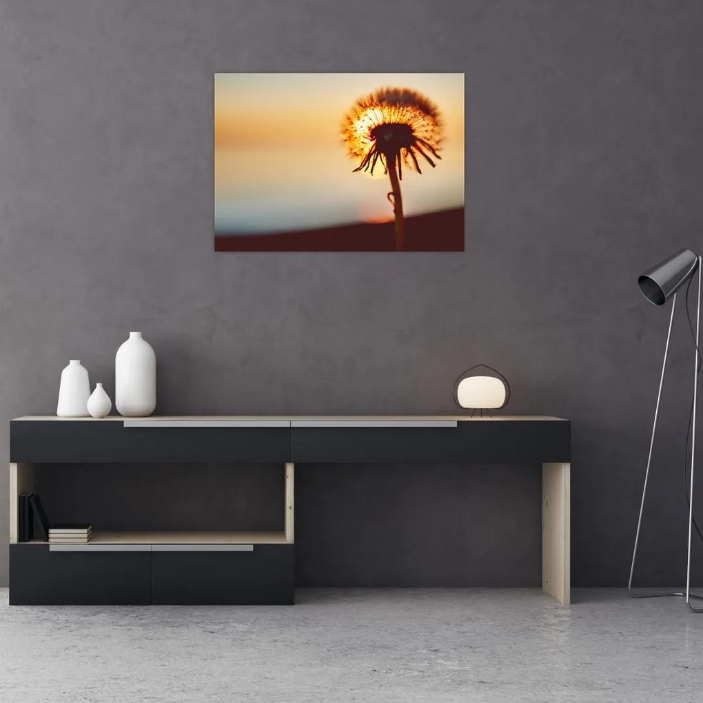 Obraz Púpavy v západe slnka (70x50 cm)