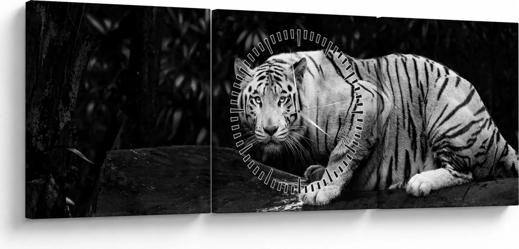 Obraz - Tiger albín, čiernobiely (s hodinami) (90x30 cm)