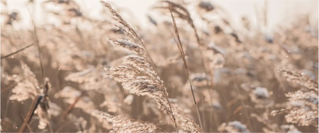 Obraz - Lúčny vánok (120x50 cm)