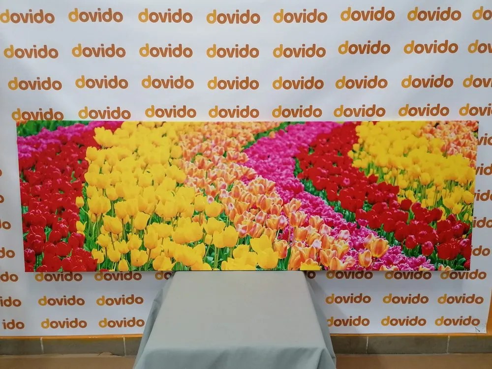 Obraz pestrofarebné tulipány