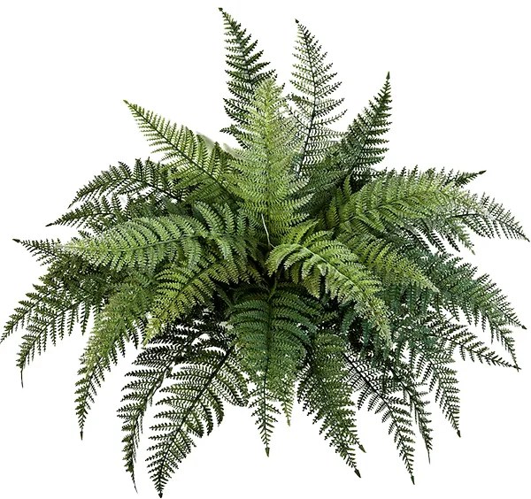 Fern bush 70 cm (Paprad)