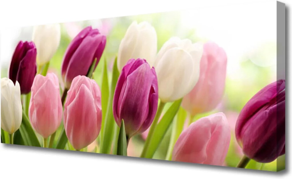 Obraz Canvas Tulipány Kvety Príroda Lúka