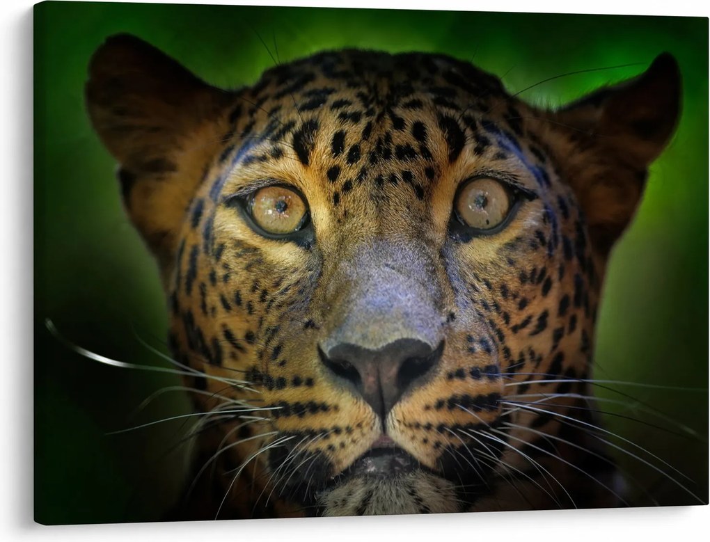 Obraz - Portrét leoparda, Sri Lanka (70x50 cm)