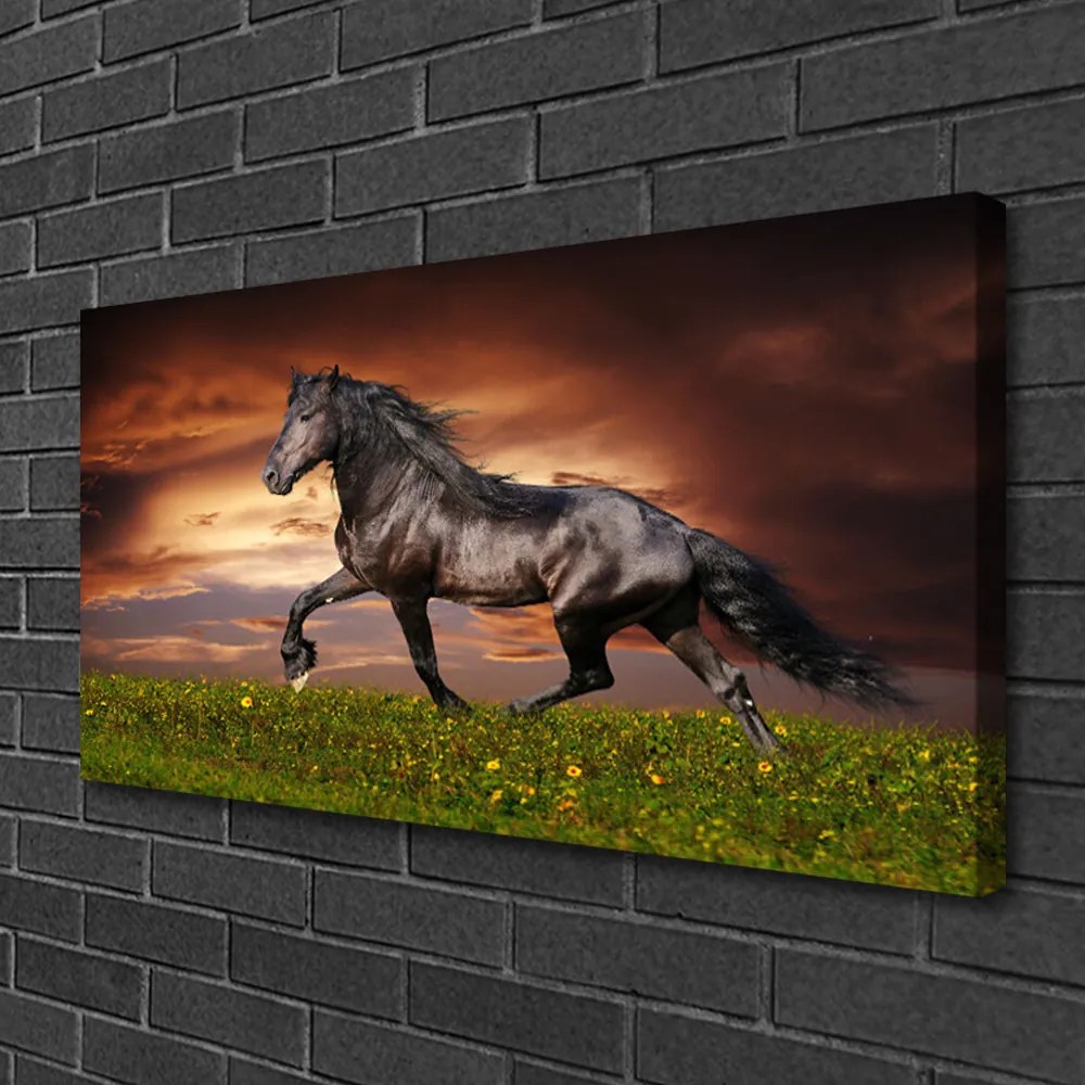 Obraz na plátne Čierny kôň lúka zvieratá 125x50 cm