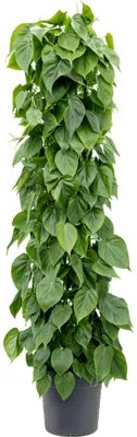 Philodendron scandens Column stĺp 30x160 cm