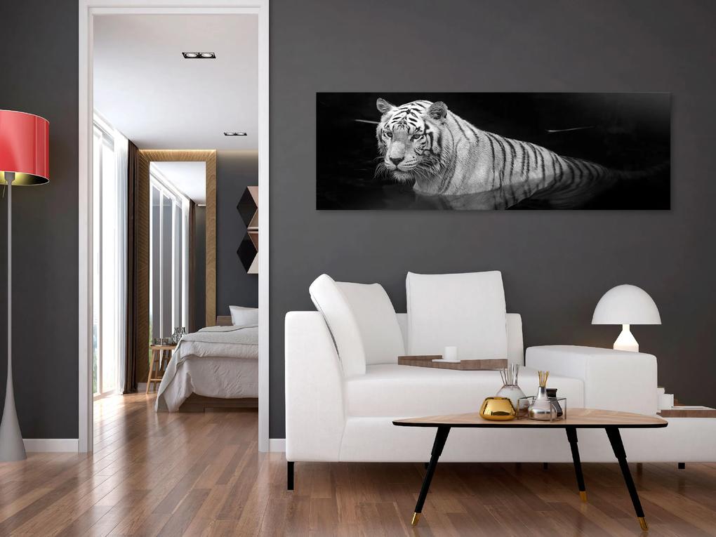 Artgeist Obraz - Shining Tiger (1 Part) Black and White Narrow Veľkosť: 135x45, Verzia: Premium Print
