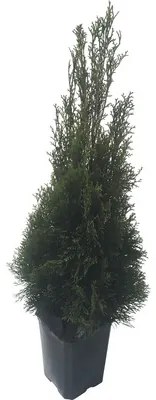 Tuja západná FloraSelf Thuja occidentalis 'Smaragd' výška 60-80 cm v click kvetináči