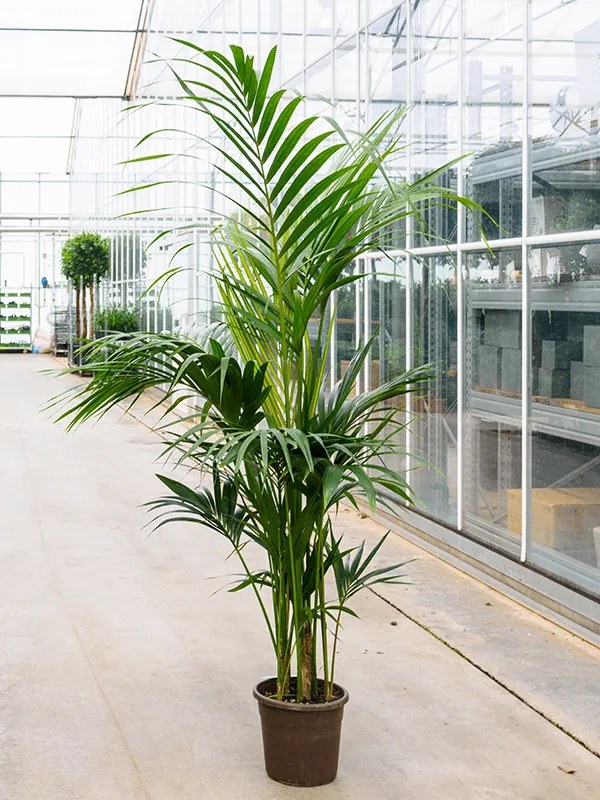 Kentia (Howea) forsteriana tuft extra 5/6pp 27x200 cm