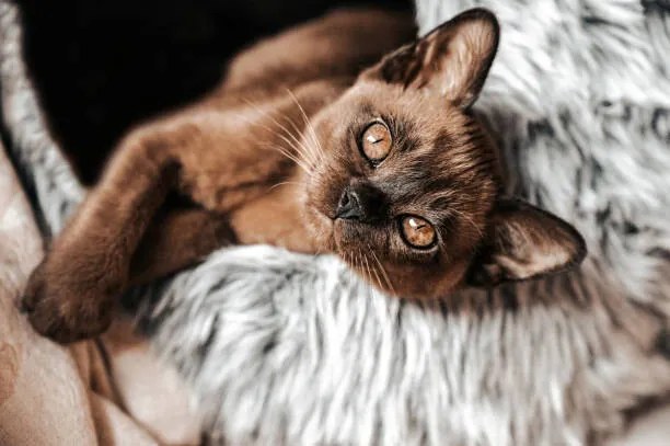 Umelecká fotografie Cute Brown Burmese Kitten looking at camera, frankiefotografie, (40 x 26.7 cm)